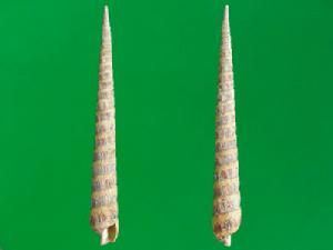 旗桿筍螺 旗桿筍螺