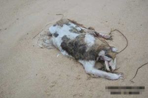 人形怪獸 人形怪獸