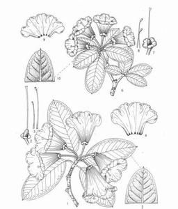 靈寶杜鵑(亞種) 靈寶杜鵑(亞種)