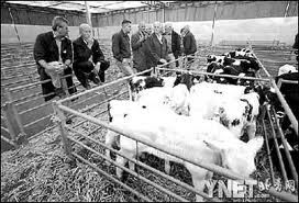 牛藍舌病 牛藍舌病