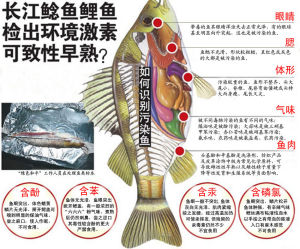 魚體中檢測出環境激素