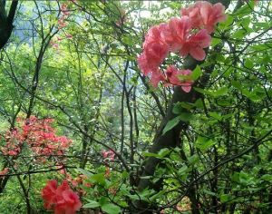 合江銀葉杜鵑 合江銀葉杜鵑