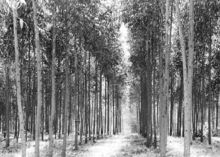 鹿湖頂自然保護區 鹿湖頂自然保護區