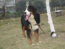 伯爾尼茲山地犬