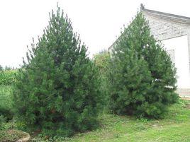 西安白皮松 西安白皮松