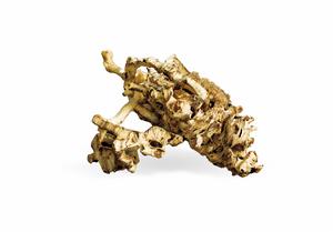 沉香海南根部蟲漏