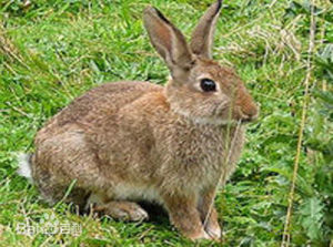 草兔納米布沙漠亞種 草兔納米布沙漠亞種
