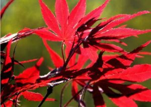 紅枝雞爪槭 紅枝雞爪槭