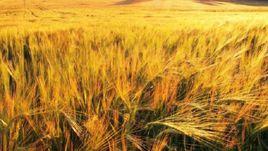 中央農村工作會議 中央農村工作會議