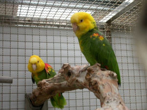 雙黃頭亞馬遜鸚鵡 雙黃頭亞馬遜鸚鵡