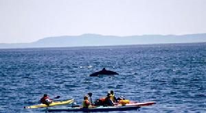 聖勞倫斯灣：小船觀看