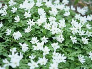 阿爾泰銀蓮花 阿爾泰銀蓮花