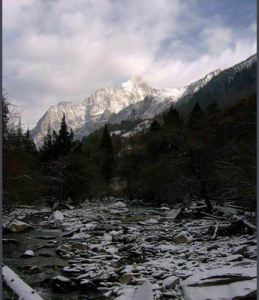 生長在高嚴寒地區