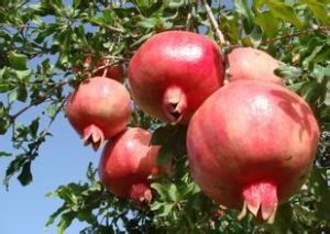 沂蒙紅石榴 沂蒙紅石榴