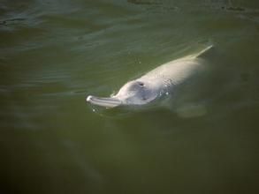 玻利維亞河豚 玻利維亞河豚