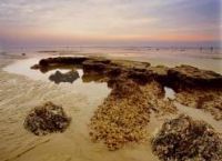 深滬灣海底古森林