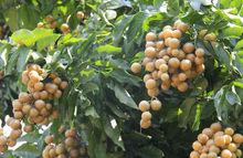 山黃皮[山黃皮]