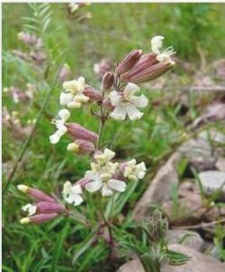 耐國蠅子草 耐國蠅子草