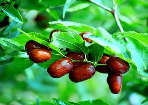 永和條棗 永和條棗