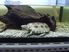 三弦巨型鷹嘴泥龜 三弦巨型鷹嘴泥龜