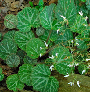線葉虎耳草 線葉虎耳草