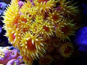 夏威夷珊瑚 夏威夷珊瑚