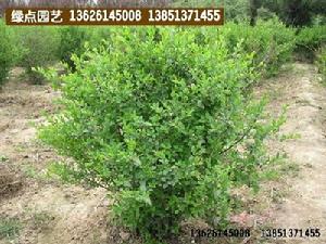 沭陽綠點小葉女貞球