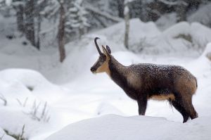 庇里牛斯臆羚 庇里牛斯臆羚