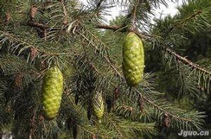 白皮雲杉 白皮雲杉