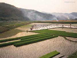 湖南醴陵市楓林市鄉 湖南醴陵市楓林市鄉