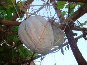 那野自然村特色產業