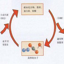 能量代謝 能量代謝