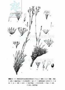 河北石頭花 河北石頭花