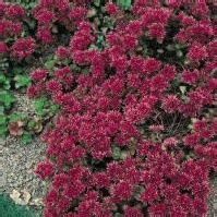 乳瓣景天 乳瓣景天