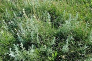 準噶爾絹 準噶爾絹