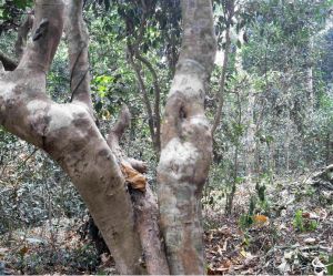 300多年的古茶樹