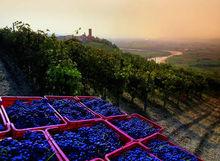 皮埃蒙特的葡萄園景觀