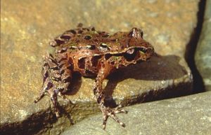 滑跖蟾屬 滑跖蟾屬