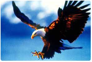 美國國鳥白頭鷹 美國國鳥白頭鷹