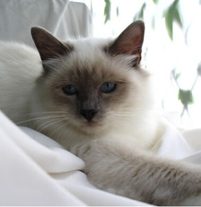 歐洲緬甸貓 歐洲緬甸貓