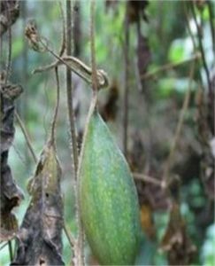 實葫蘆根 實葫蘆根