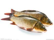 石人溝鯉魚 石人溝鯉魚