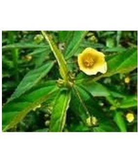 爪哇黃花稔 爪哇黃花稔