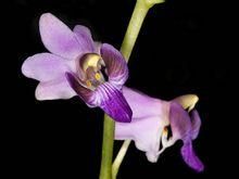 小花變種 小花變種