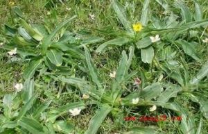 中亞秦艽 中亞秦艽