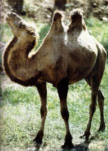 駱駝