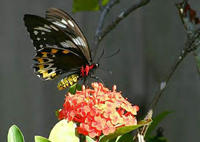 亞歷山大女皇鳥翼鳳蝶(圖1)