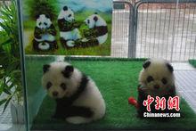 可愛的白色大熊貓