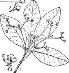 白樹溝瓣 白樹溝瓣