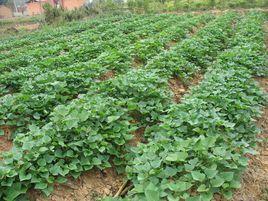 柏枝樹村 柏枝樹村